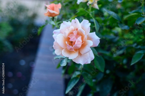 Fototapeta Peach Rose