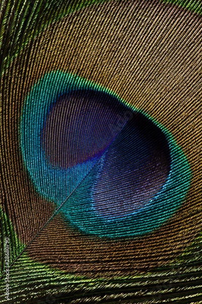 Obraz Peacock Feather