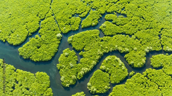 Fototapeta Mangrove trees in the water on a tropical island. An ecosystem in the Philippines, a mangrove forest.