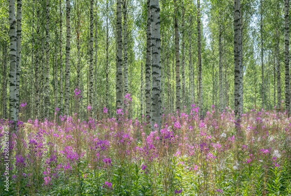 Obraz Beautiful birch forest with pink flowers at bright sunny summer day in Finland