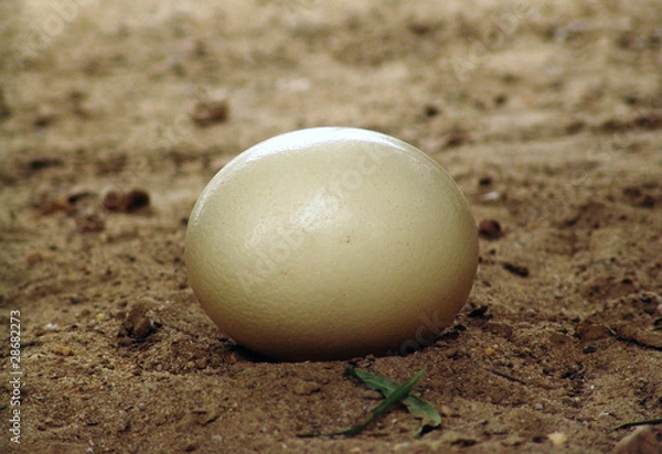 Obraz Ostrich egg