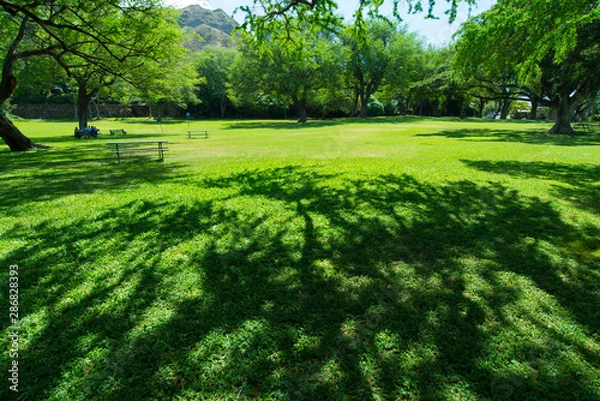 Obraz ハワイの公園