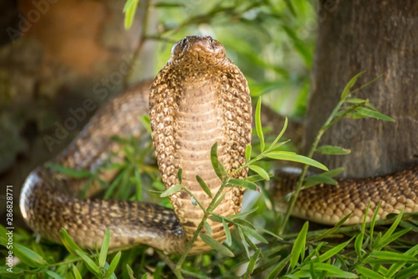 Obraz Close up of large venomous cobra standing upright spreading its neck and hood ready to attack.