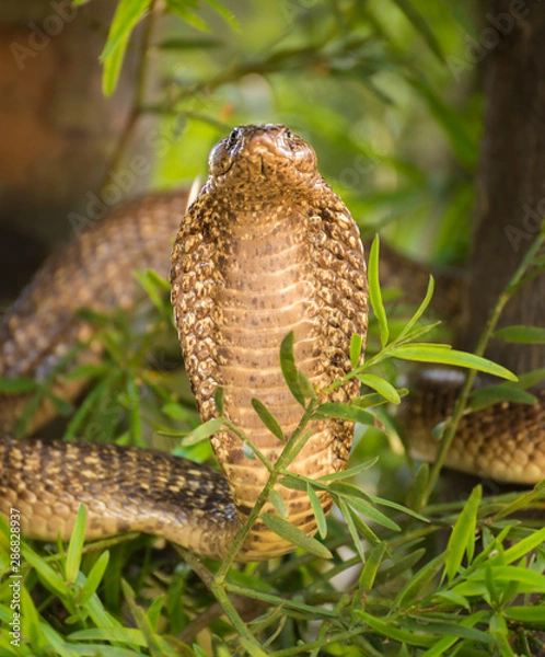 Obraz Close up of large venomous cobra standing upright spreading its neck and hood ready to attack.