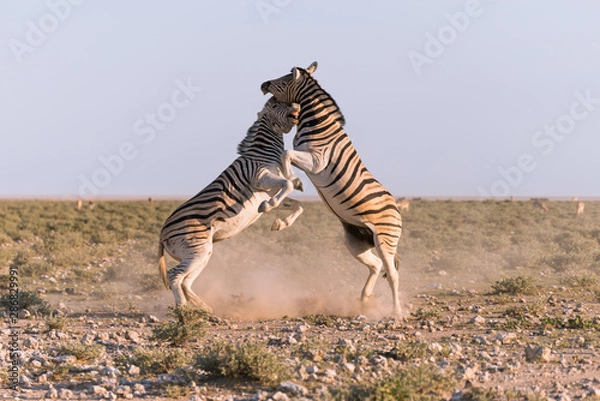 Obraz Two male zebras fighting for dominance in Etosha National Park in Namibia.