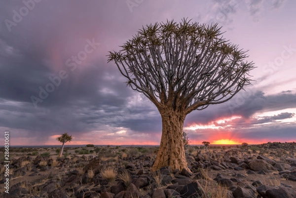 Obraz The Quiver Tree Forest in Namibia with moody storm clouds at sunset.