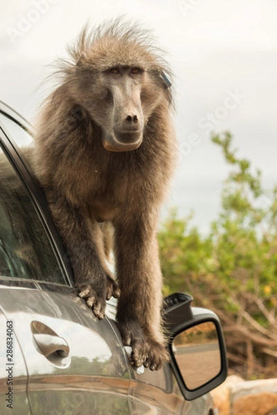 Obraz Naughty large wild dominant baboon playing around on a vehicle causing damage.