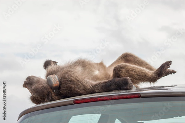 Obraz Naughty large wild dominant baboon playing around on a vehicle causing damage.