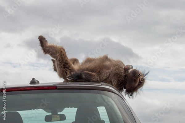 Obraz Naughty large wild dominant baboon playing around on a vehicle causing damage.