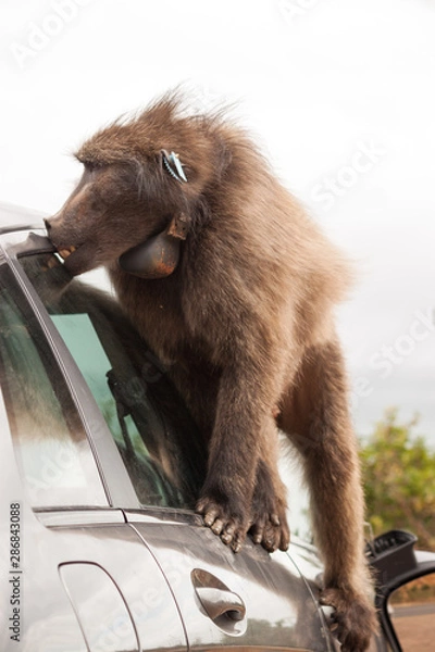 Obraz Naughty large wild dominant baboon playing around on a vehicle causing damage.