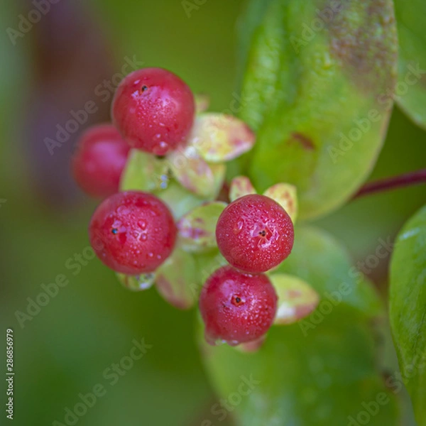 Fototapeta Red berries 