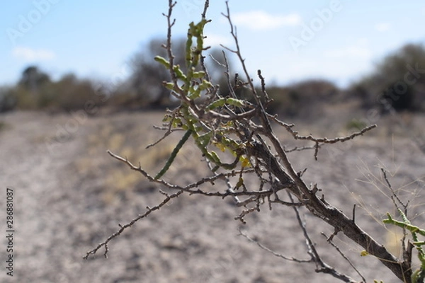 Obraz Desert bush -4