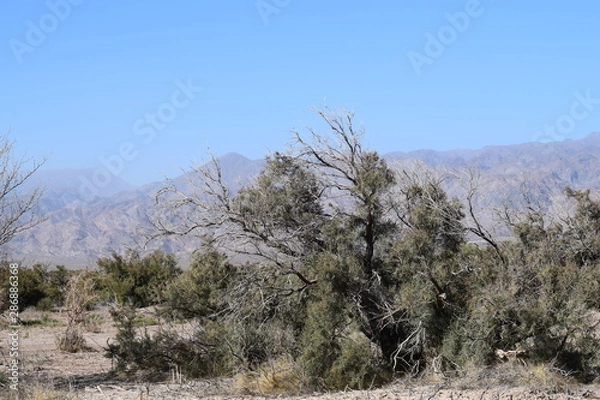 Obraz Desert bush