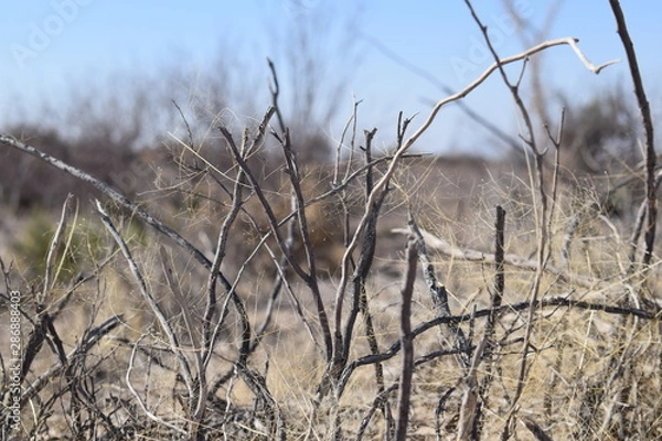 Obraz Dry bush-2