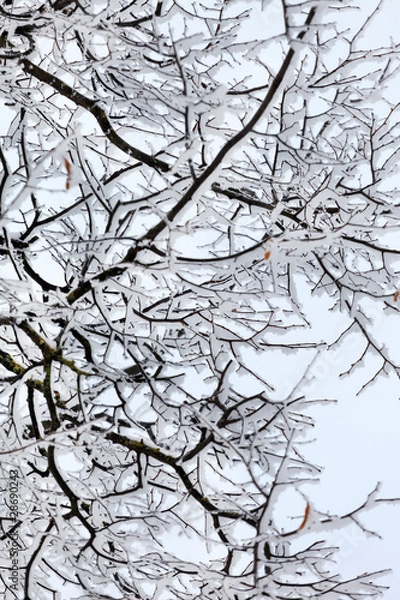 Obraz Winter park in snow