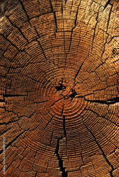 Obraz The pattern of a big tree bark