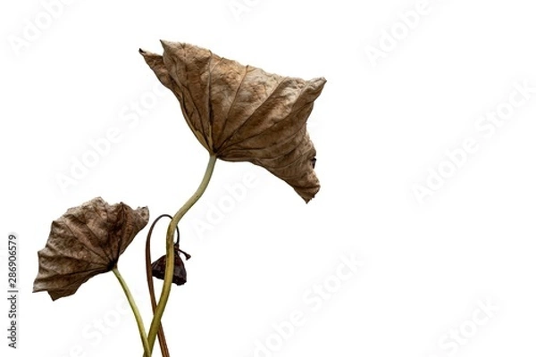 Fototapeta lotus seed pod and leaf withered isolated on white background