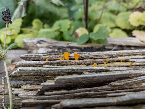 Obraz Orange Fungi in a Log