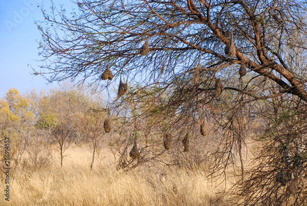 Fototapeta Weaver Bird nests in a tree in Limpopo Province, South Africa