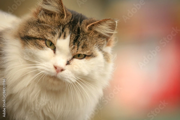 Fototapeta 猫島の野良猫たちの生活