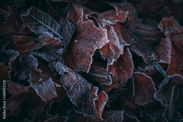 Obraz Frozen Autumn leaves