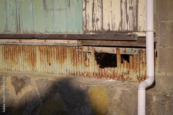 Obraz 猫島の野良猫たちの生活