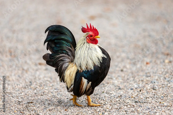 Obraz Full body of small domestic Old English Game bantam on the farm