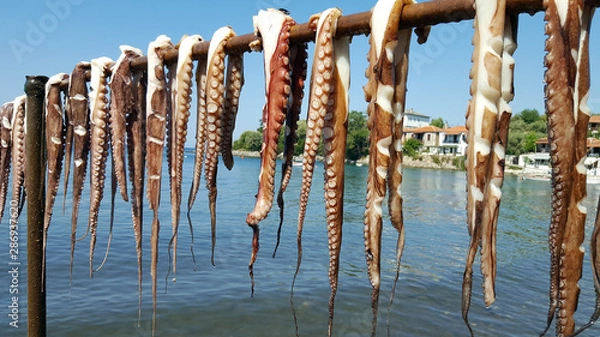 Fototapeta Hanging octopus drying under the sun