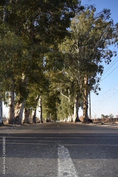 Obraz Eucalyptus Street