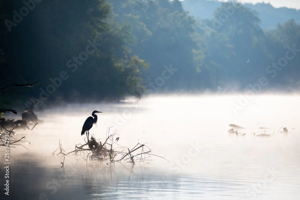 Obraz The Great Blue Heron