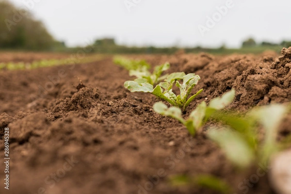 Fototapeta Versuchsfeld mit Zuckerrüben