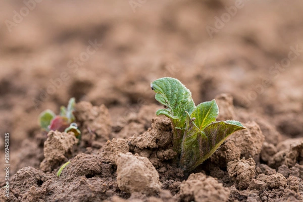 Fototapeta Kartoffel Keimling auf einem Versuchsfeld