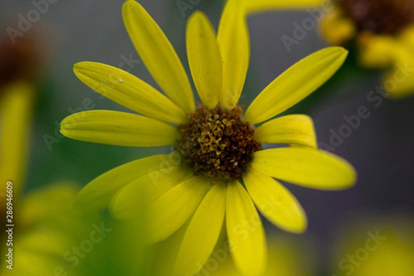 Fototapeta flor macro