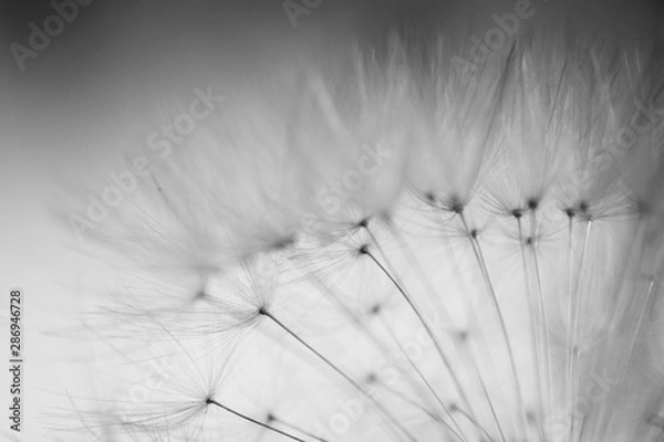 Fototapeta diente león