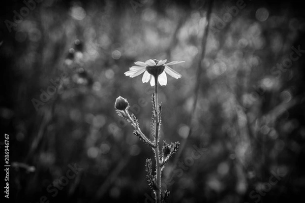 Fototapeta flor blanco
