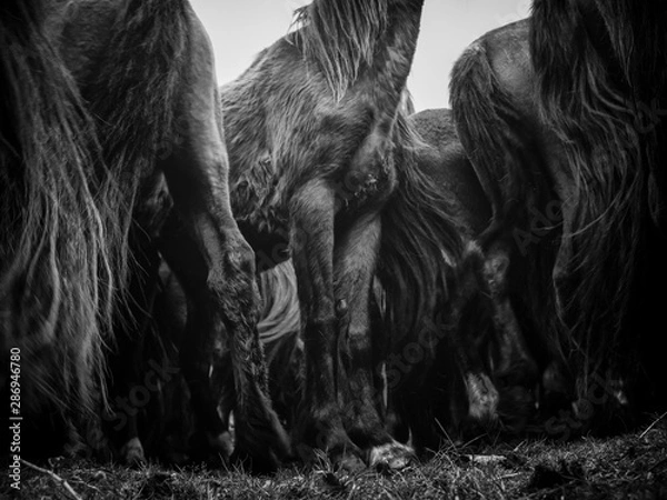 Fototapeta caballos patas