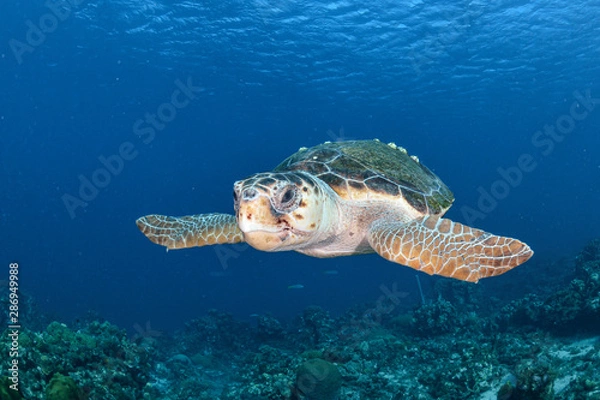 Obraz Old Loggerhead turtle with barnacles and blue background
