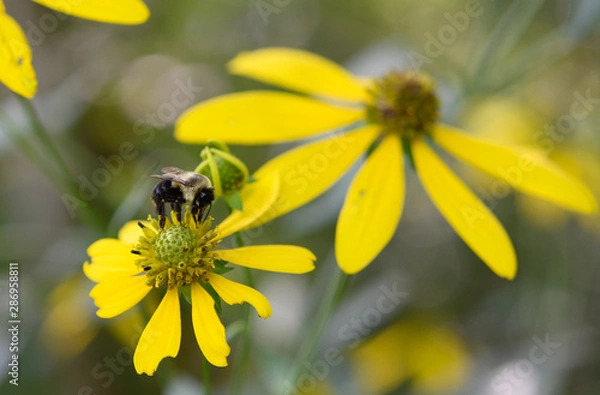 Fototapeta Bee on Yellow Flower