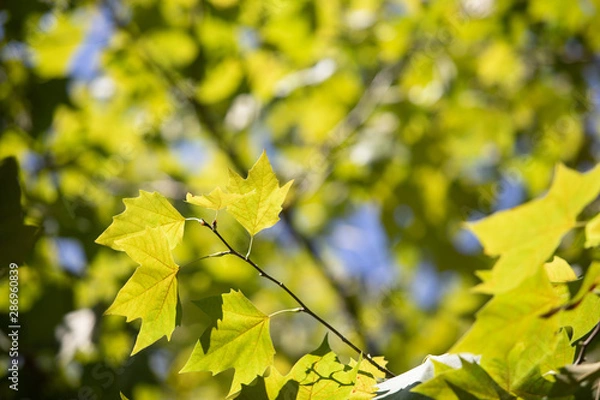 Fototapeta  various tree images and backgrounds