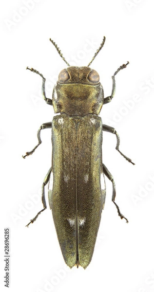 Obraz Agrilus ater