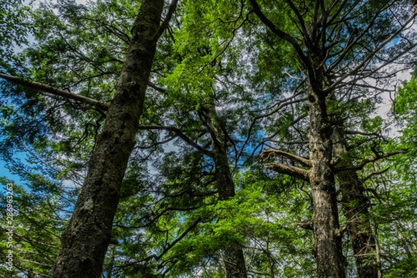 Fototapeta 森林浴,森,樹林,樹木,自然,大自然,風景,緑,広葉樹,夏,夏空,晴れ,晴天,山,日本の山,百名山,日本百名山,大菩薩峠,登山道,白樺,ジャングル,冷涼,冷涼感