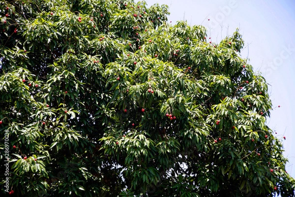 Obraz Fruit on tree. Lychee - Chiang Mai