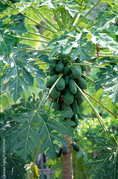 Obraz Fruit on tree. Papaya - Maha Sarakham