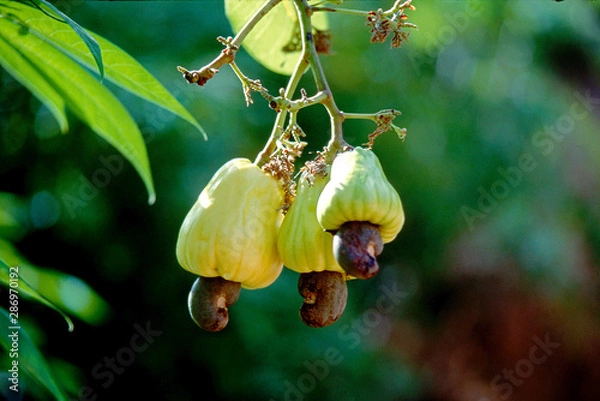Obraz Fruit on tree. Cashew Nut - Rayong