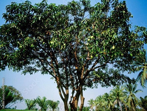 Obraz Fruit on tree. Mango - Rayong