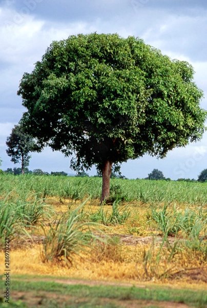 Obraz Fruit on tree. Mango - Maha Sarakham