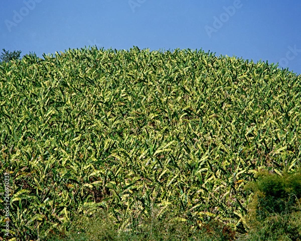 Obraz Fruit on tree. Banana - Loei