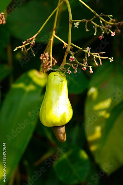 Obraz Fruit on tree. Cashew Nut - Chumphon