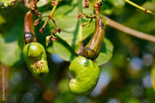 Obraz Fruit on tree. Cashew Nut - Chumphon