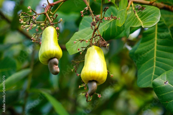 Obraz Fruit on tree. Cashew Nut - Chumphon